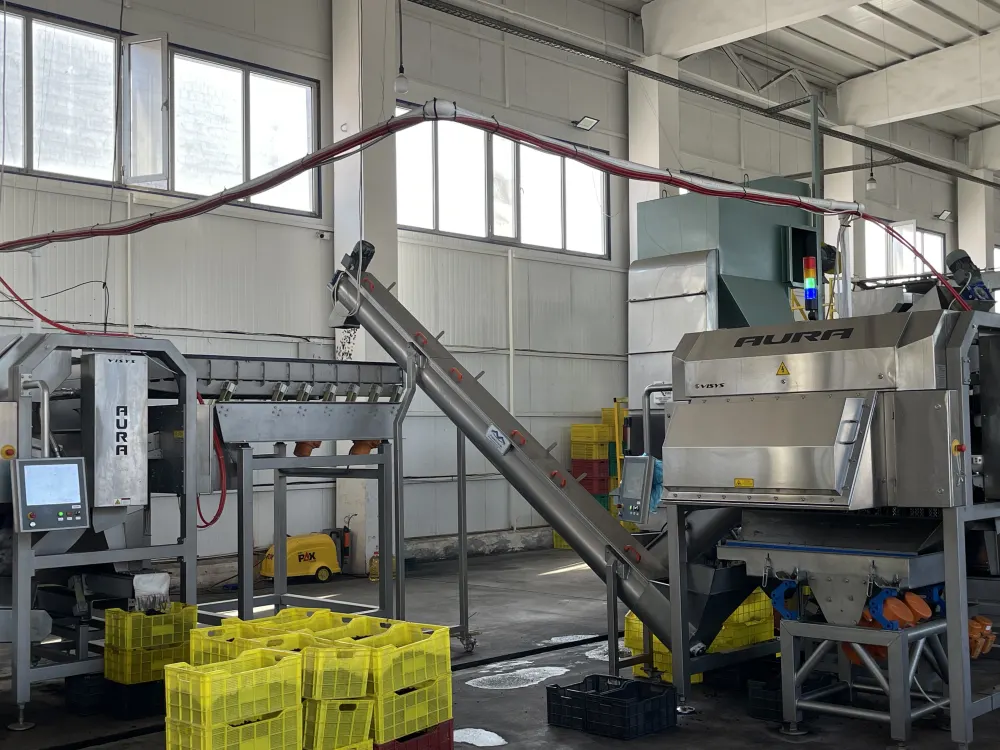 Quality control and bulk packaging of premium Uzbekistan raisins for export to Europe